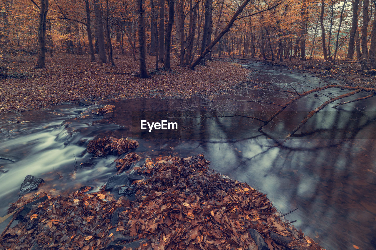 Stream amidst trees in forest during autumn