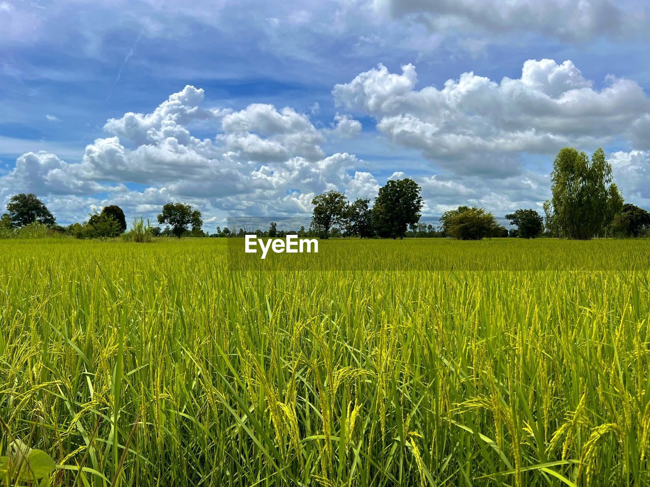 plant, landscape, field, sky, land, agriculture, cloud, environment, rural scene, grassland, crop, cereal plant, growth, meadow, nature, grass, pasture, beauty in nature, plain, scenics - nature, prairie, tree, green, farm, paddy field, food, rural area, horizon, no people, tranquility, food and drink, tranquil scene, rapeseed, day, outdoors, barley, corn, summer, idyllic, freshness, blue, non-urban scene