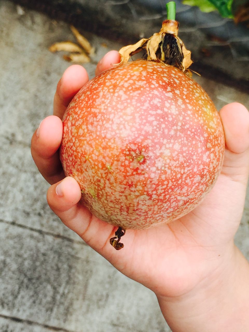 Close-up of hand holding fruit