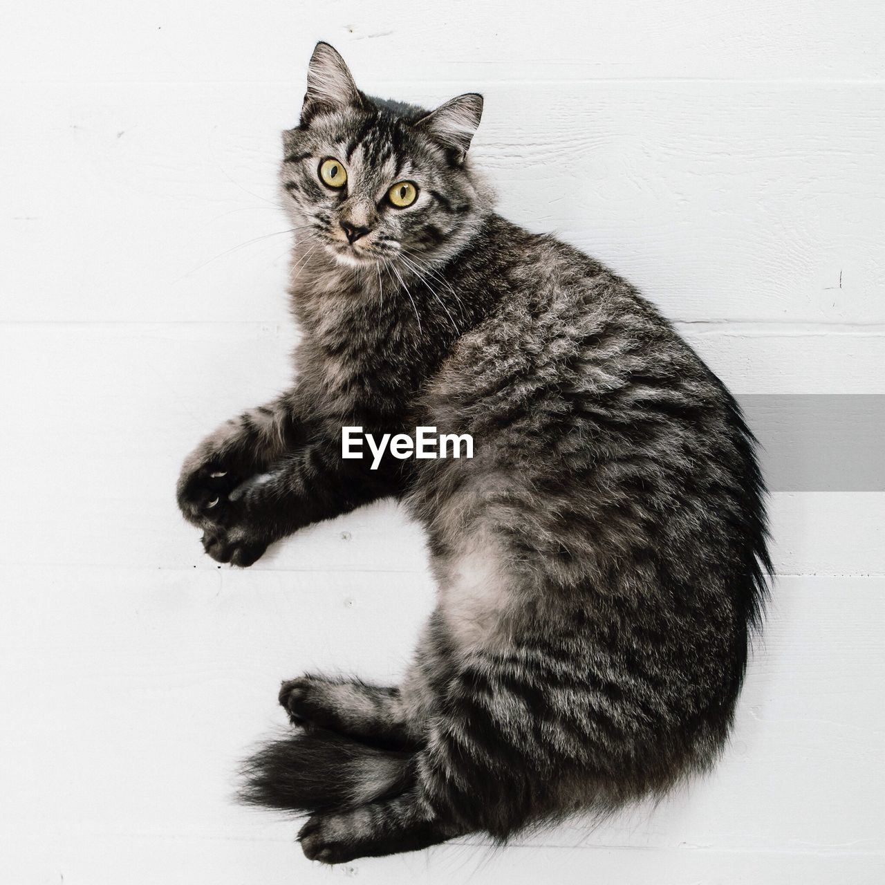 Full length portrait of cat lying on floor