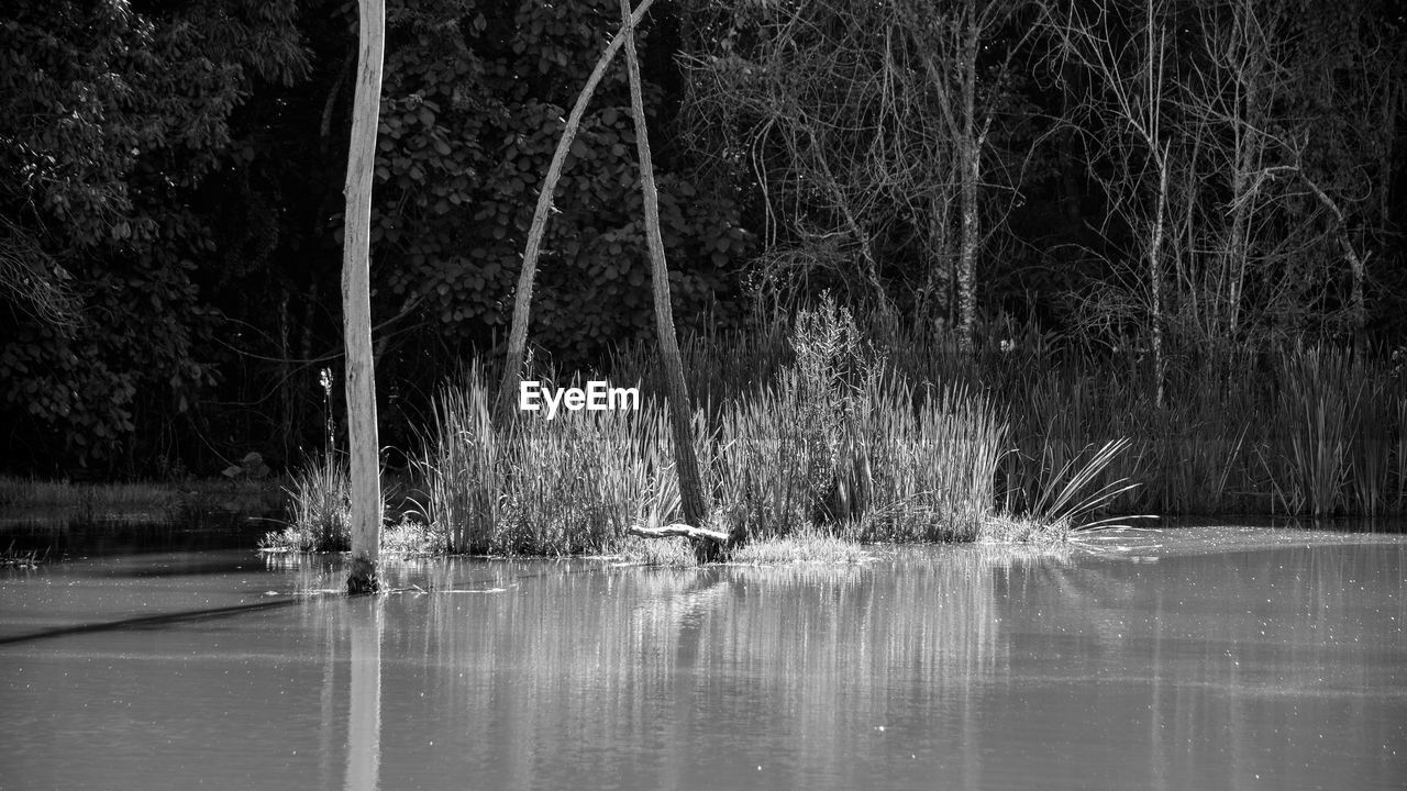 VIEW OF BIRDS ON LAKE