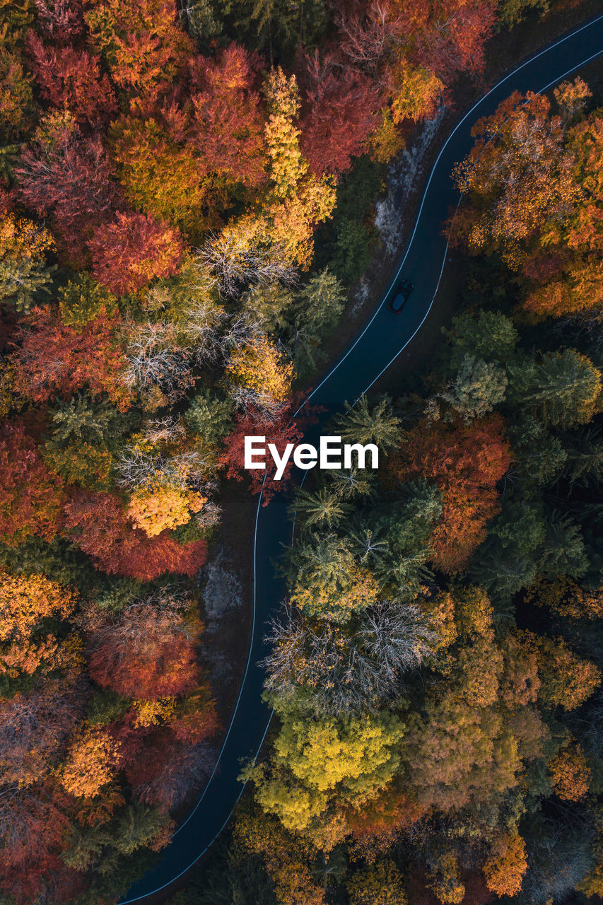 HIGH ANGLE VIEW OF AUTUMNAL TREE BY ROAD