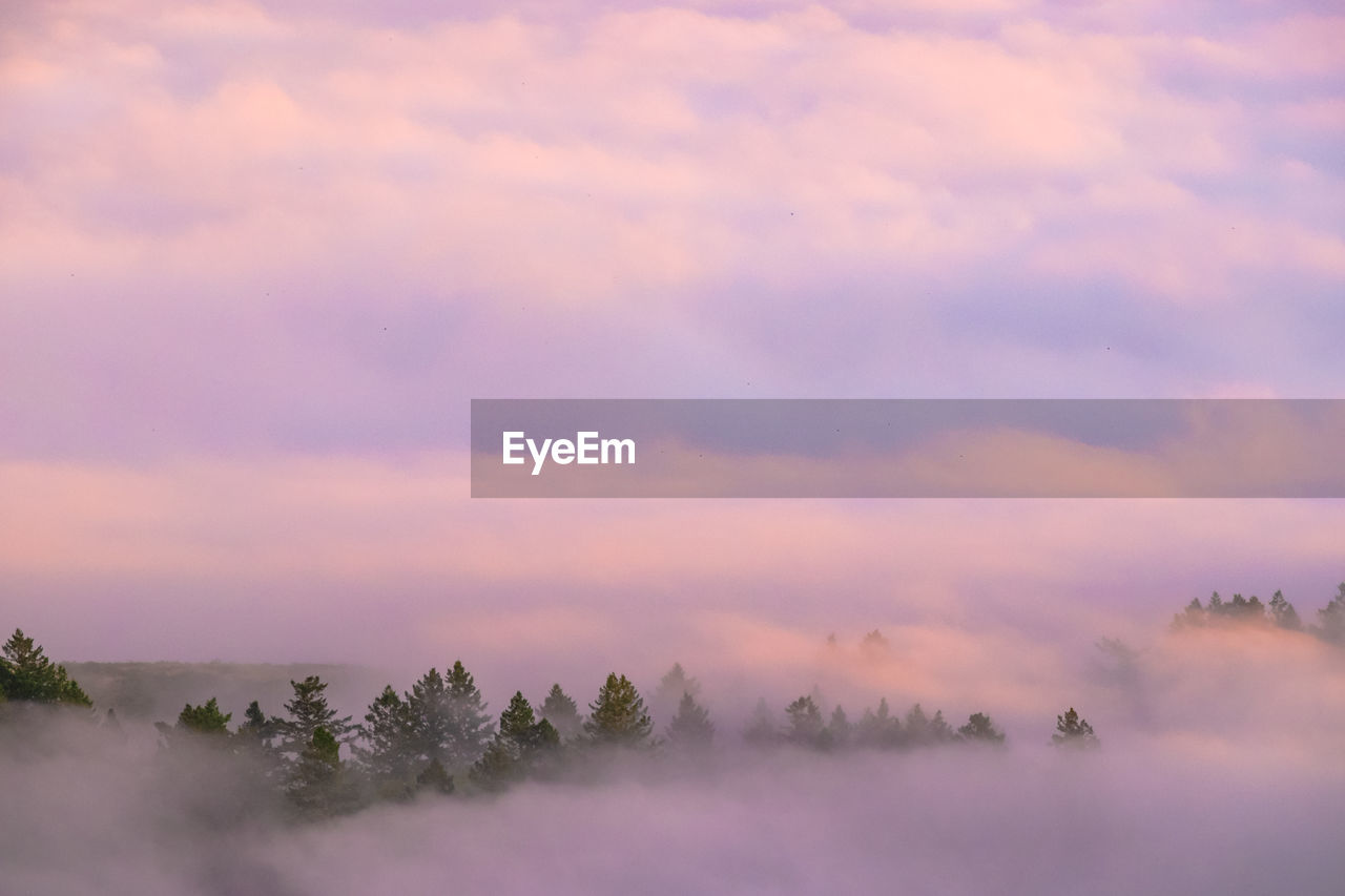 Scenic view of trees against sky during sunset