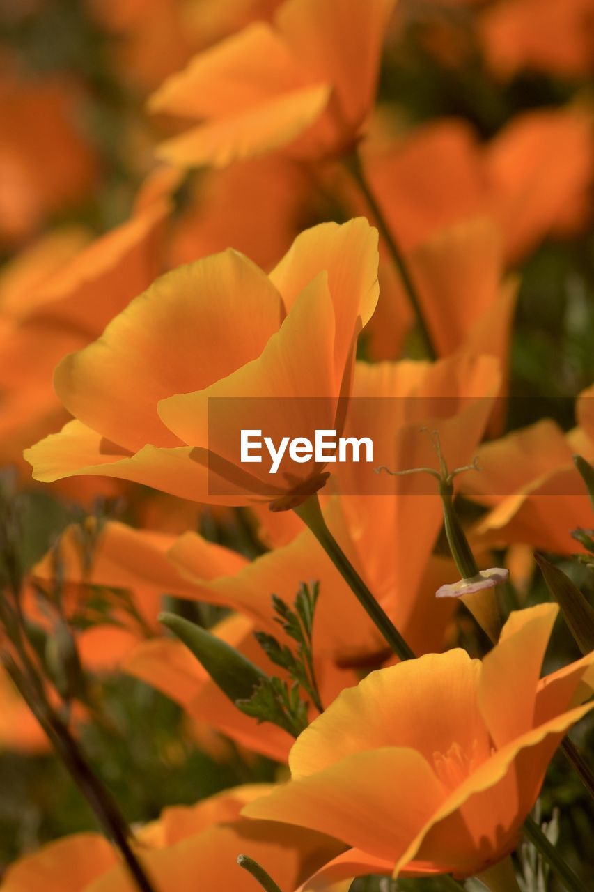 Close-up of orange rose