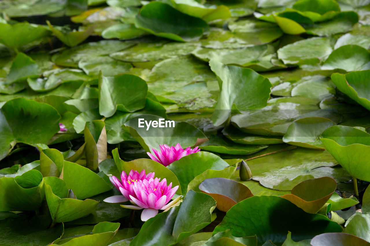 CLOSE-UP OF LOTUS WATER LILY ON LEAVES