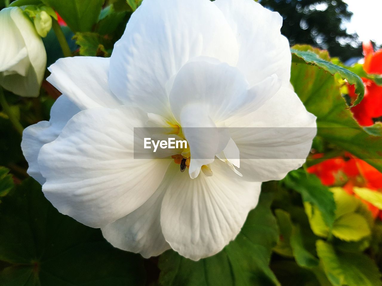 CLOSE-UP OF WHITE FLOWER AND LEAVES