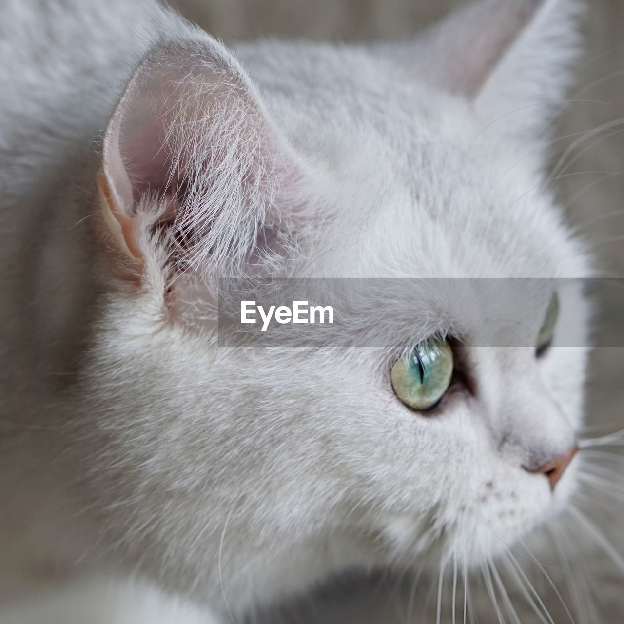 CLOSE UP OF CAT