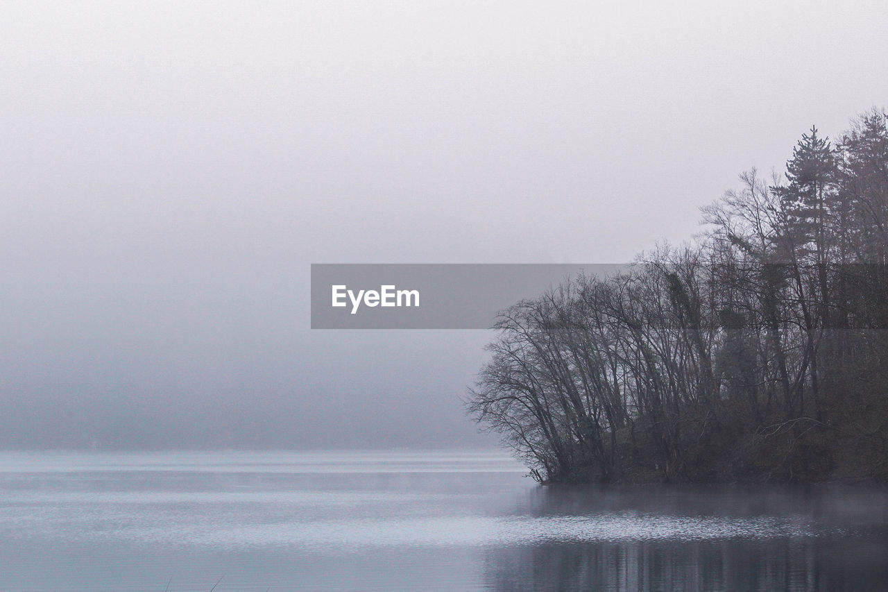 TREE BY LAKE AGAINST SKY