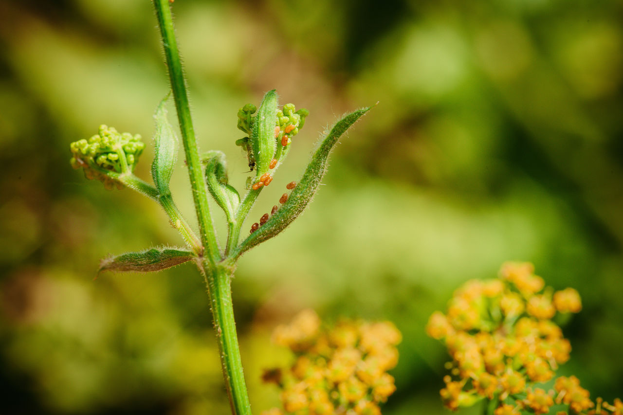 CLOSE-UP OF FLOWER BUDS GROWING ON PLANT