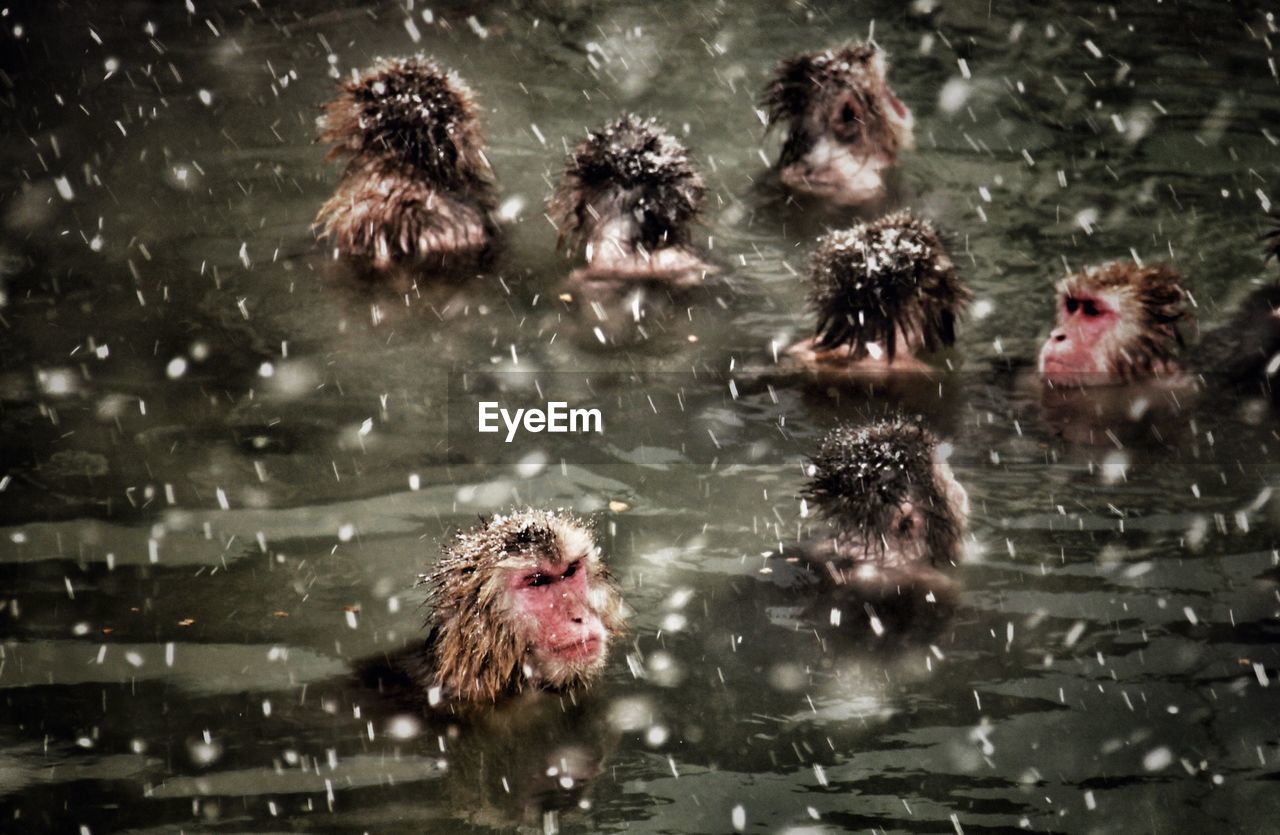 Japanese macaques swimming in hot spring during snowfall