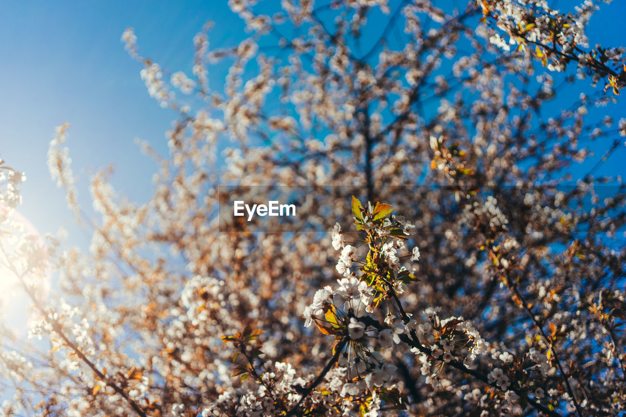 CLOSE-UP OF CHERRY BLOSSOMS AGAINST SKY