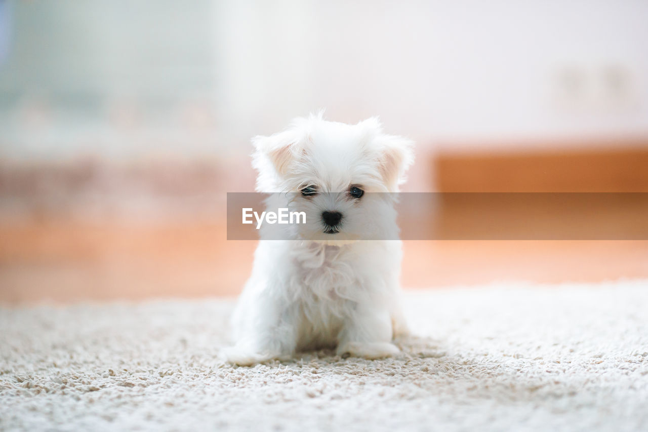 PORTRAIT OF WHITE DOG