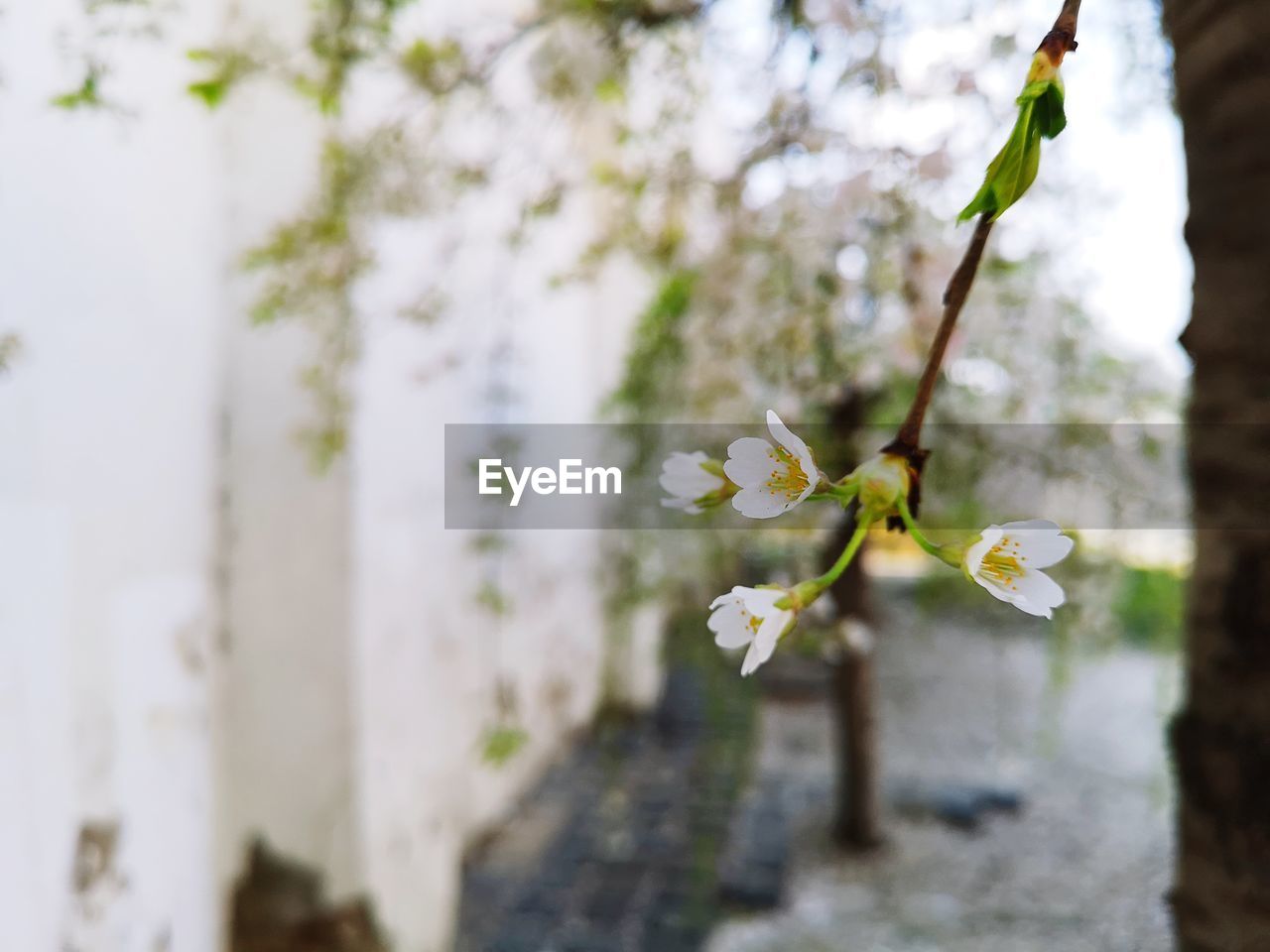 CLOSE-UP OF WHITE CHERRY BLOSSOMS