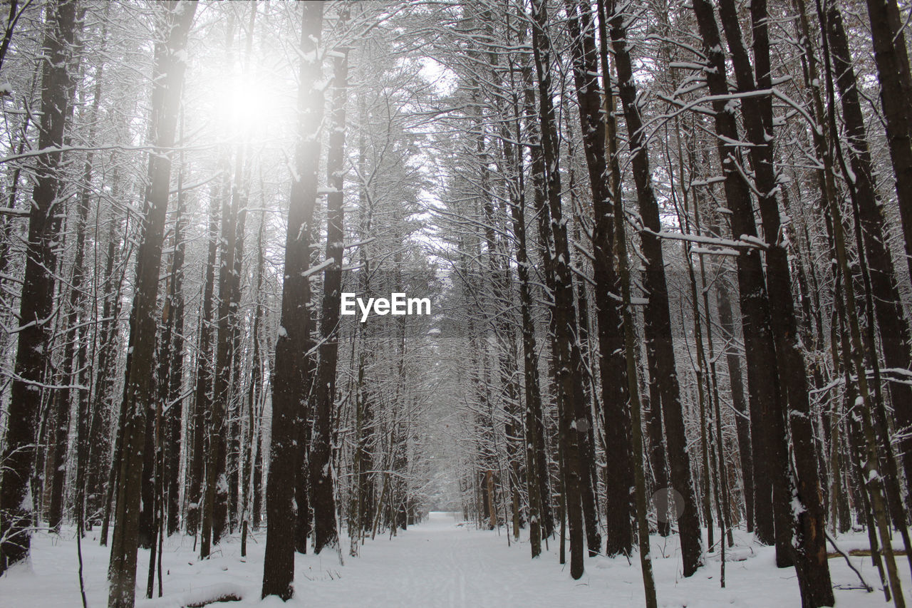 PANORAMIC VIEW OF TREES IN SNOW COVERED FOREST