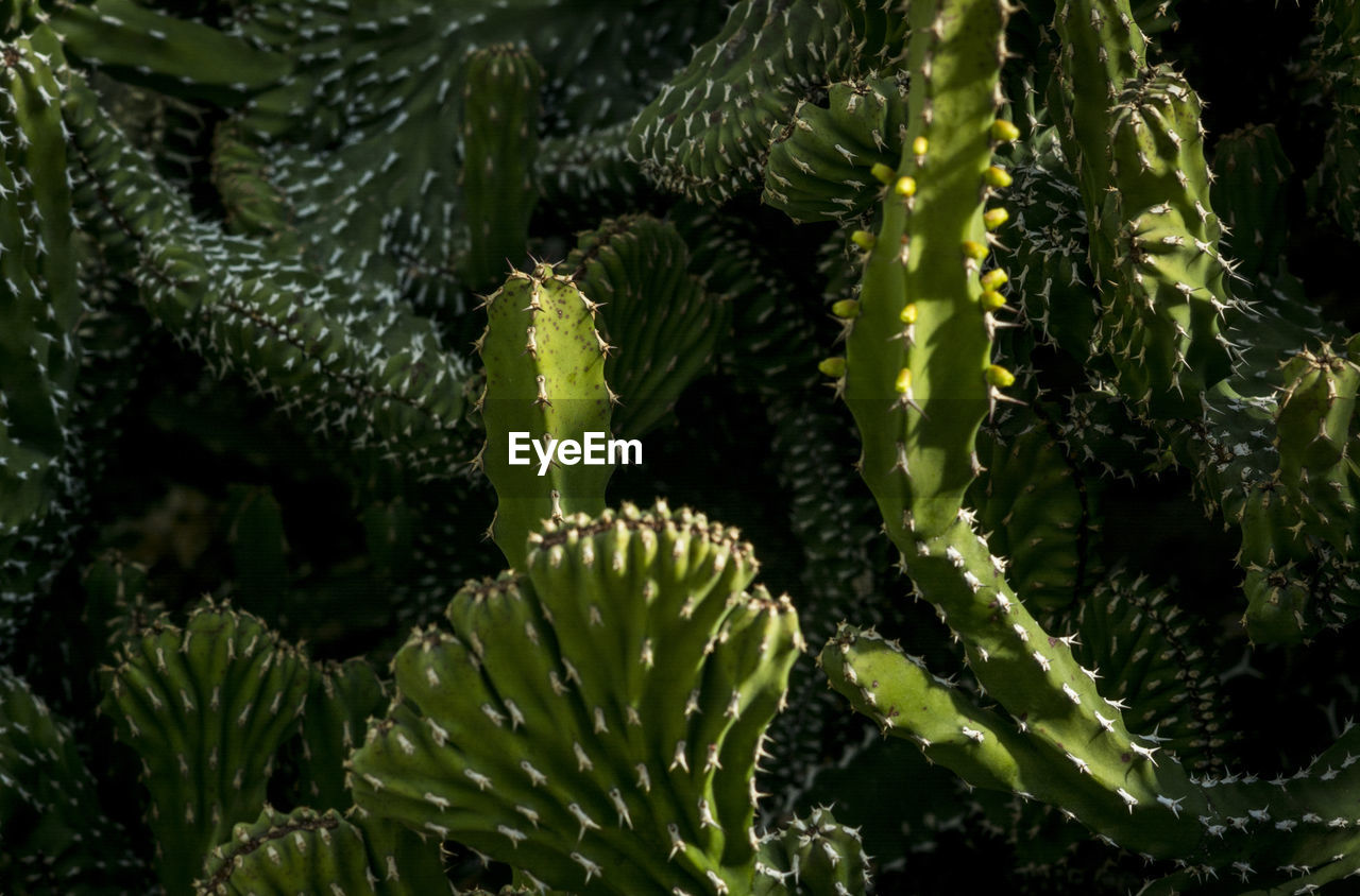 Detail shot of cactus plants