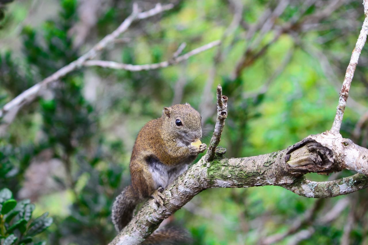 CLOSE-UP OF SQUIRREL ON BRANCH