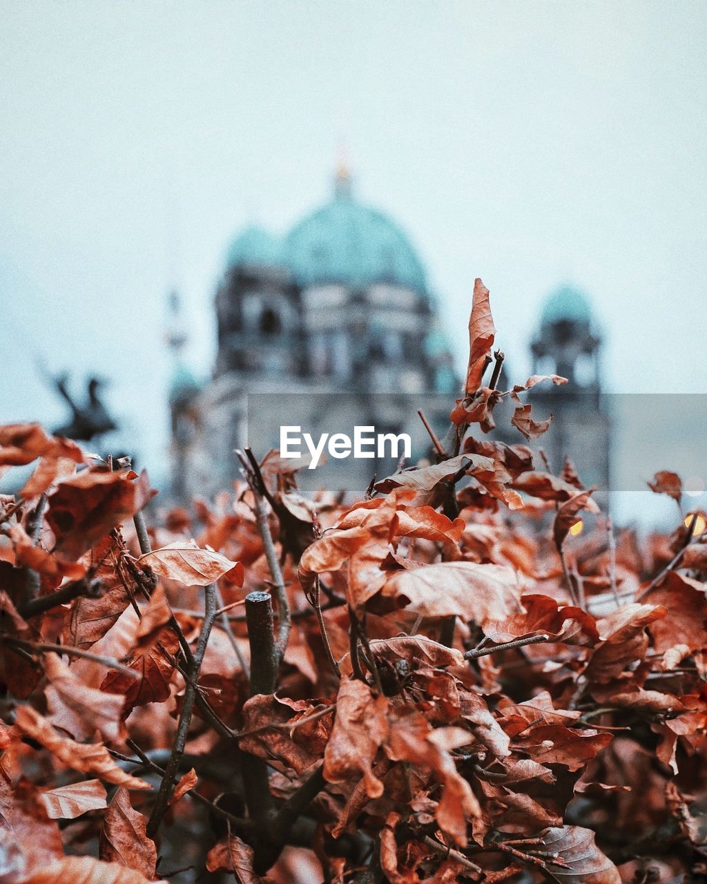 Close-up of plants against sky during autumn