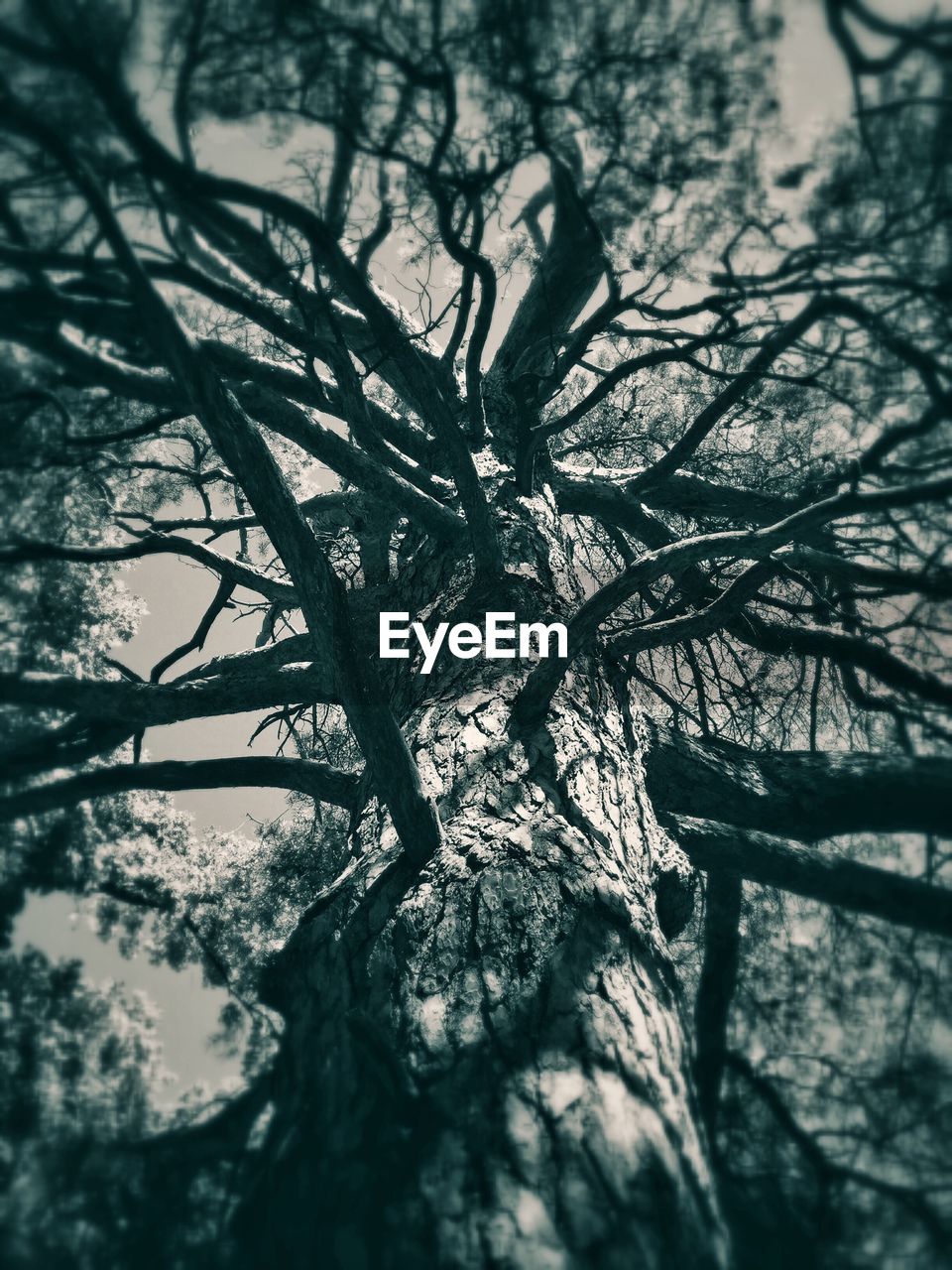 LOW ANGLE VIEW OF BARE TREES AGAINST SKY