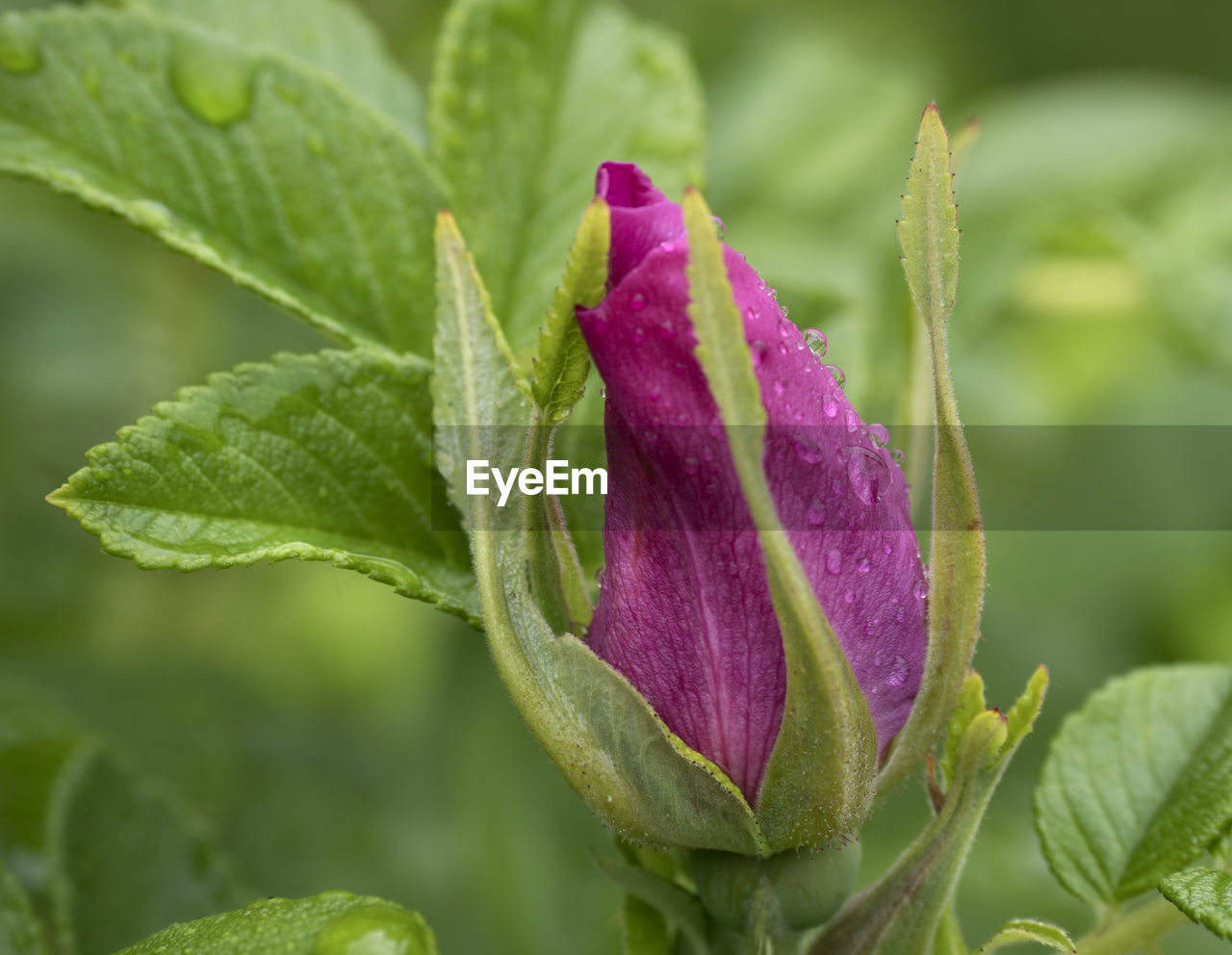 Close-up of pink rose plant