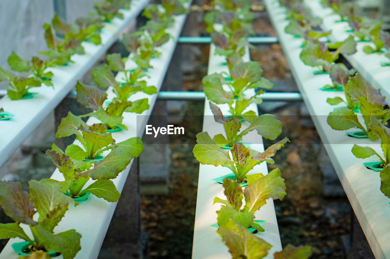 high angle view of plants growing in greenhouse