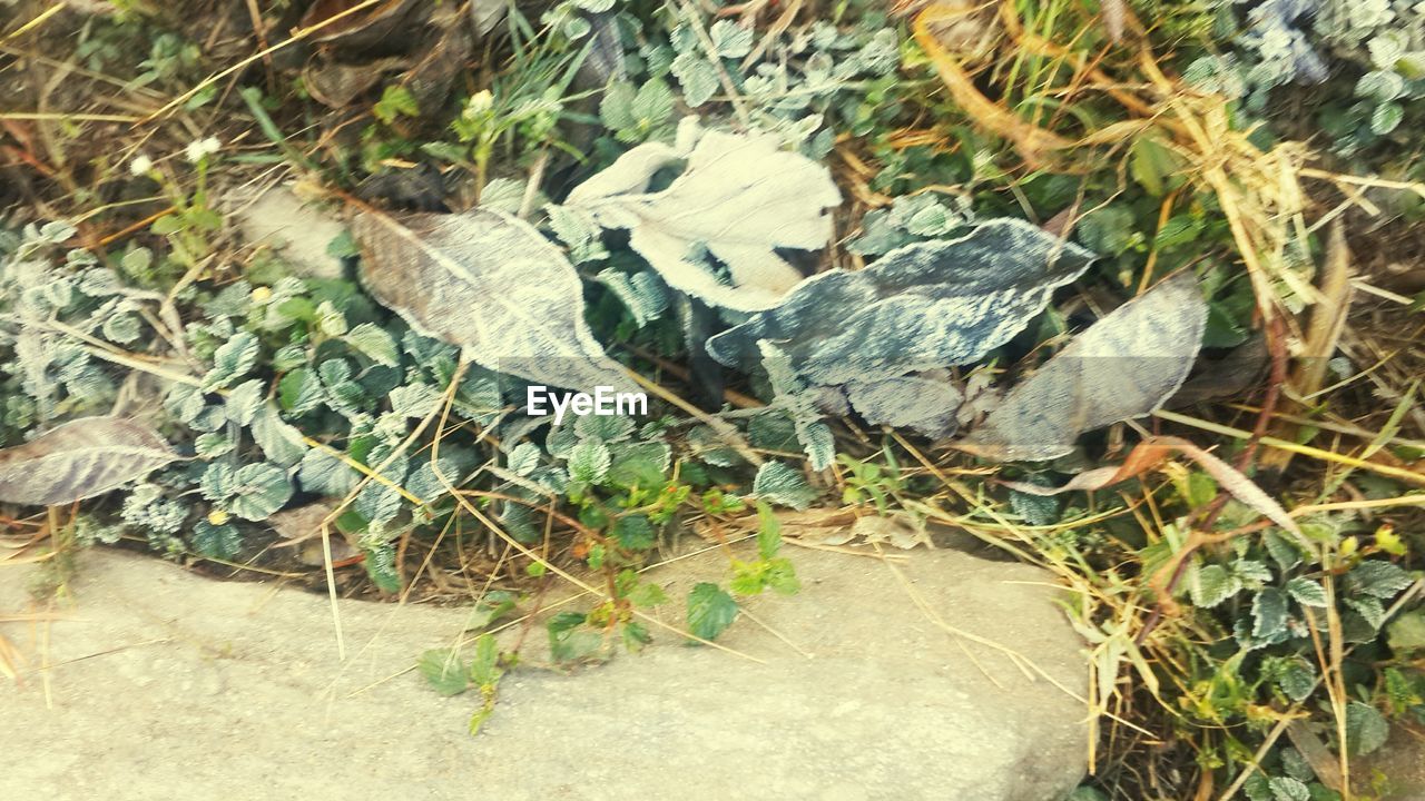 HIGH ANGLE VIEW OF SNAKE ON PLANT