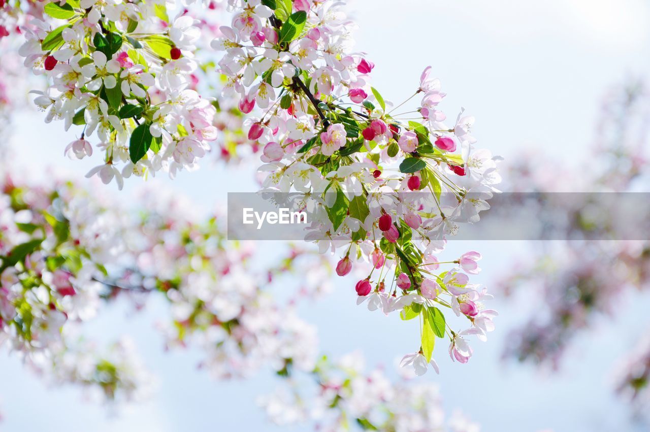 Close-up of pink cherry blossoms in spring