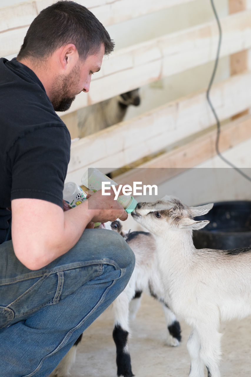 Side view of man feeding kid goat