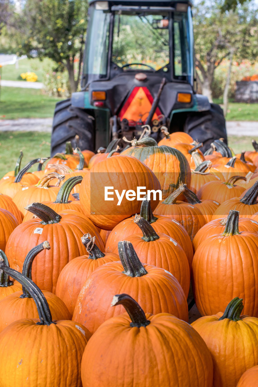 Tractor pulls a wagon load of pumpkins to market