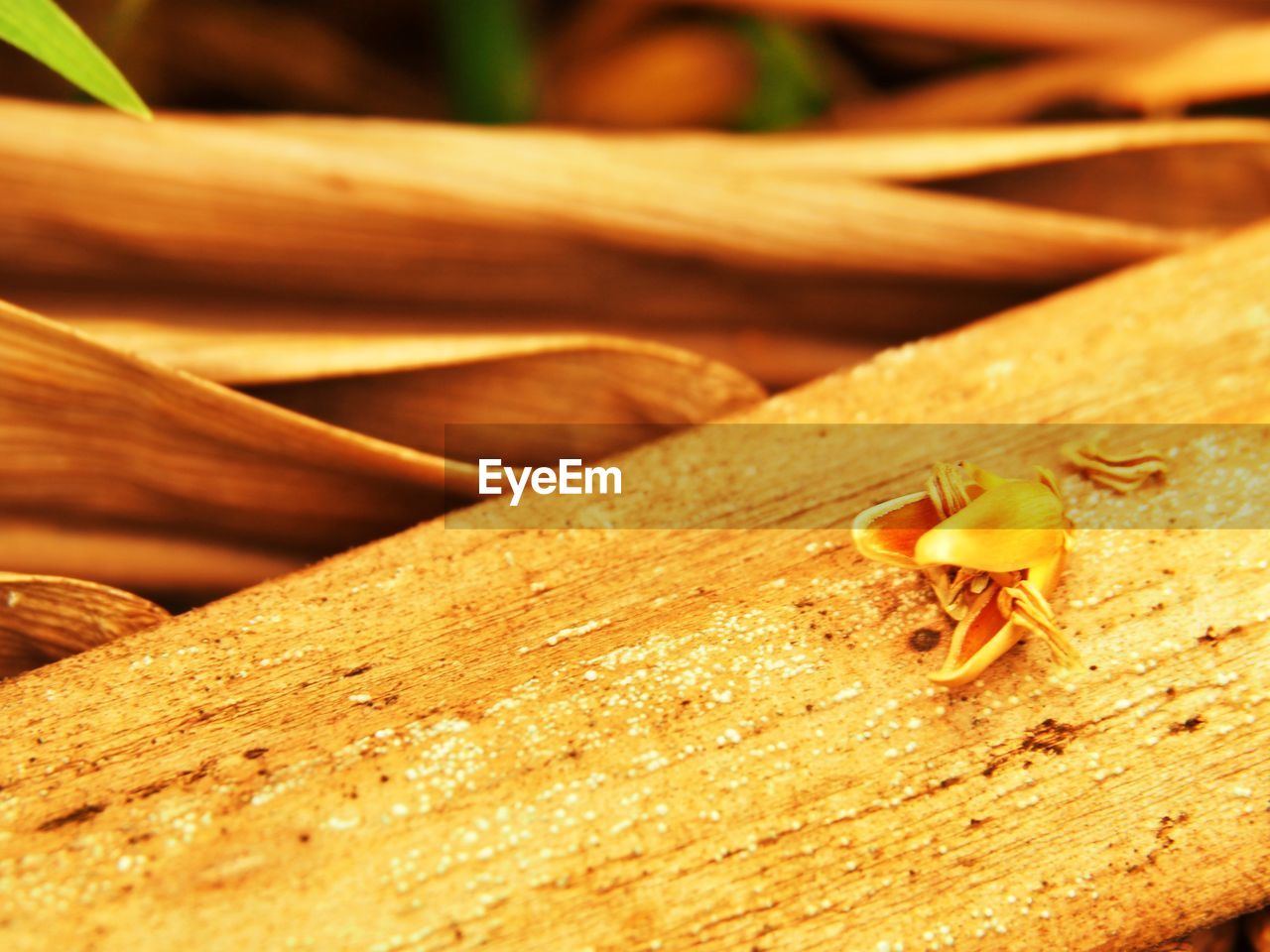 Close-up of dry wood chips