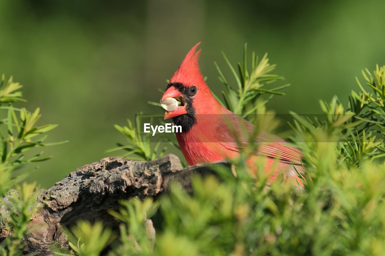 Northern cardinal