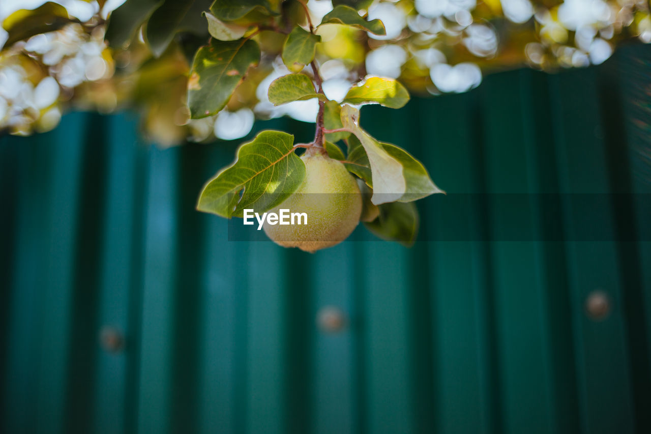 Close-up of fruits hanging on tree