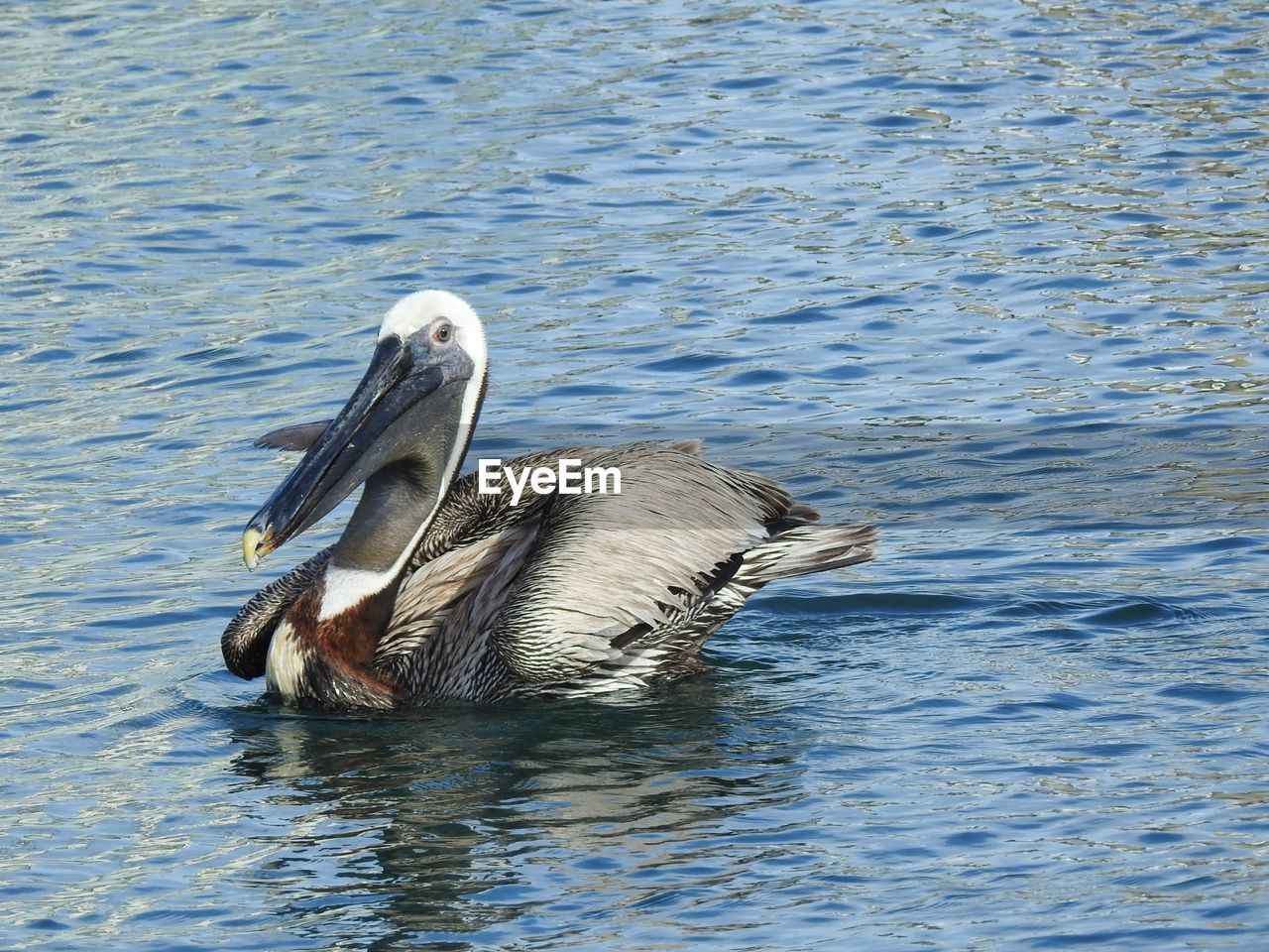 BIRD SWIMMING IN LAKE