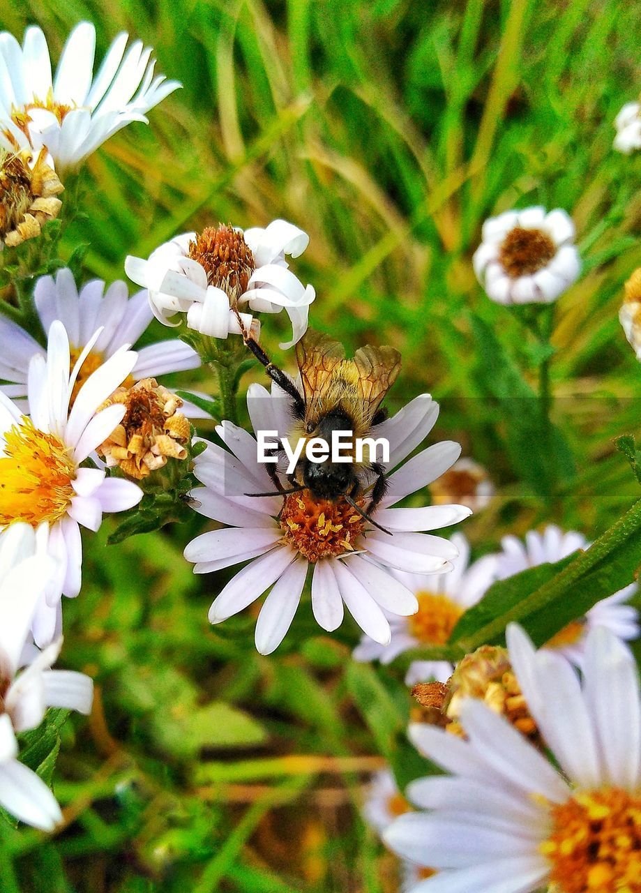 CLOSE-UP OF BEE POLLINATING ON WHITE FLOWERS