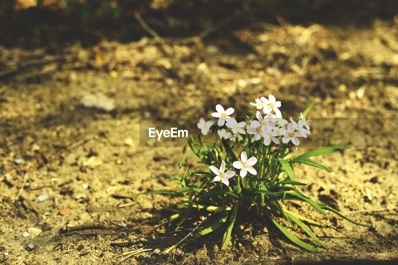 Close-up of flowers blooming on field