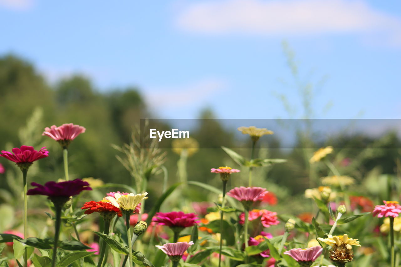 flower, plant, flowering plant, beauty in nature, freshness, nature, sky, meadow, field, prairie, summer, no people, pink, landscape, focus on foreground, growth, wildflower, multi colored, blue, red, close-up, grassland, grass, environment, outdoors, flower head, flowerbed, land, springtime, plant part, fragility, leaf, garden, day, sunlight, inflorescence, green, botany, blossom, ornamental garden, cloud, non-urban scene, rural scene, vibrant color, petal, landscaped, food, sunny, scenics - nature, plain, food and drink