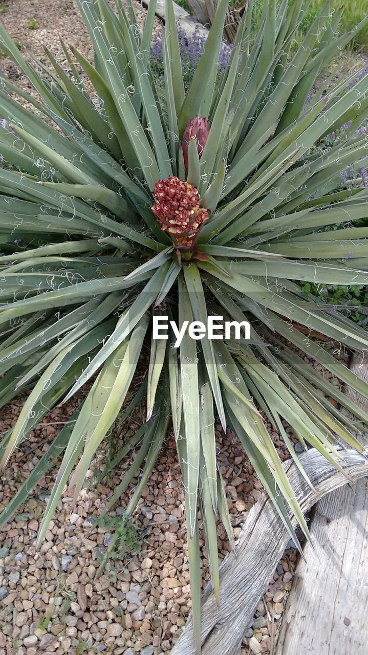 PLANTS GROWING ON TREE