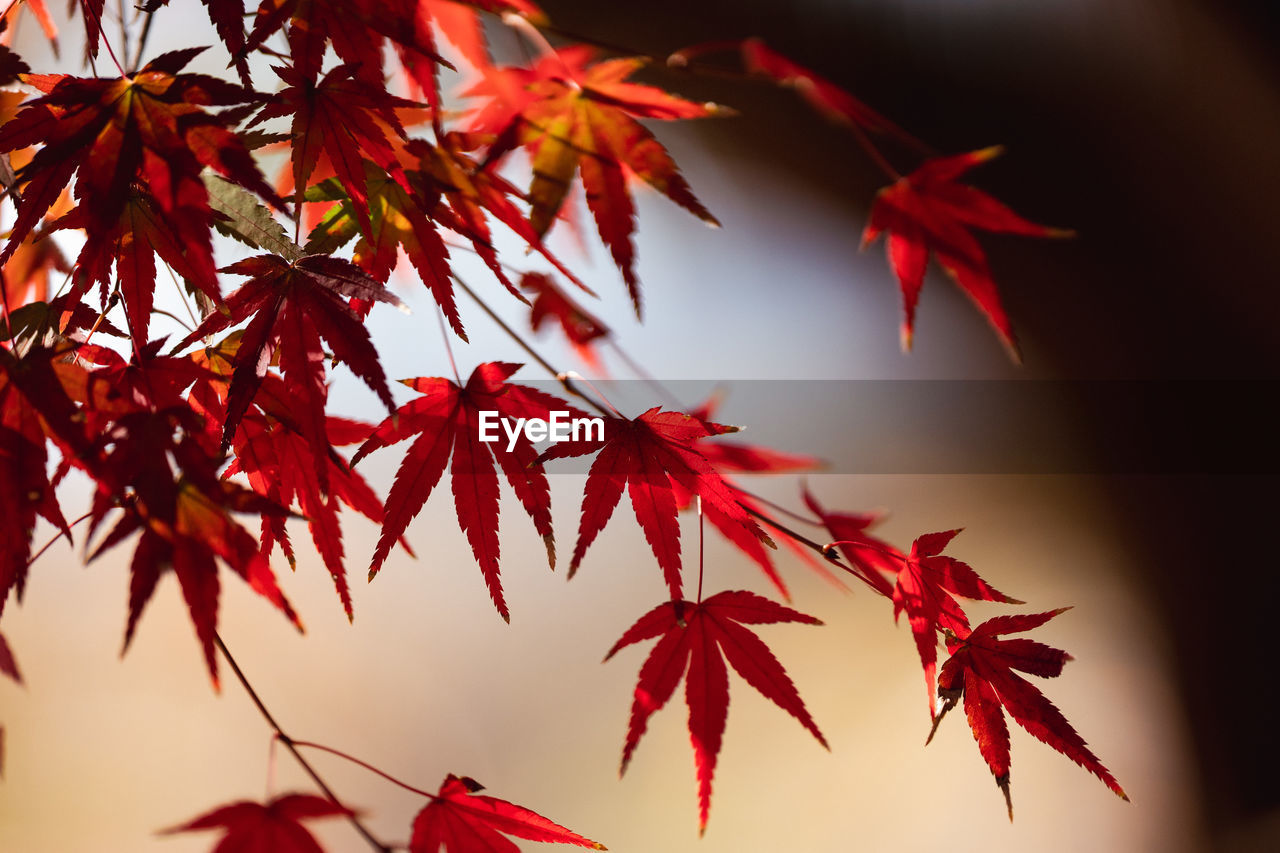leaf, autumn, plant part, red, maple, maple leaf, maple tree, nature, tree, beauty in nature, plant, no people, branch, orange color, tranquility, outdoors, sky, day, close-up, flower, environment