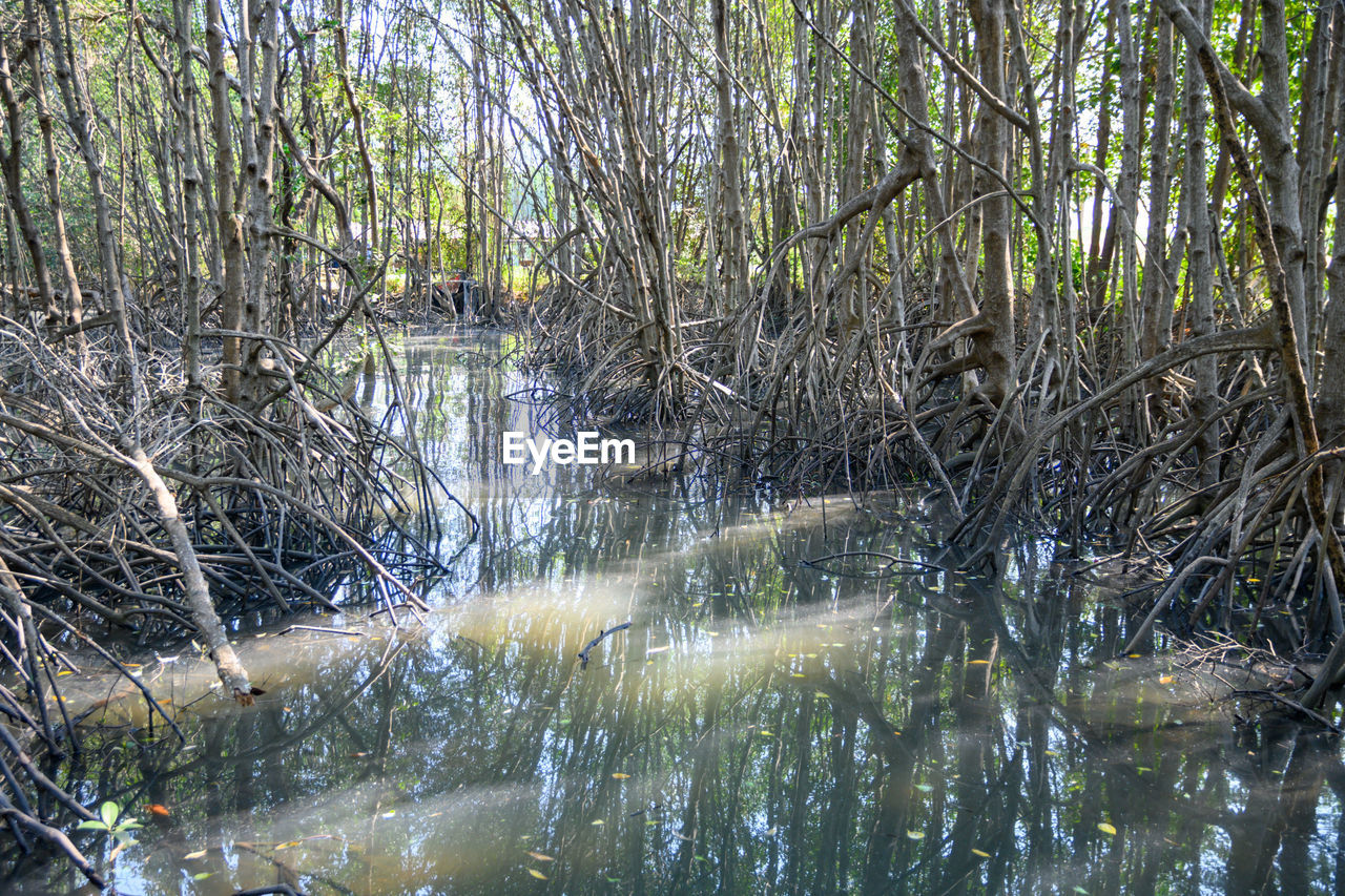 PLANTS GROWING IN SWAMP