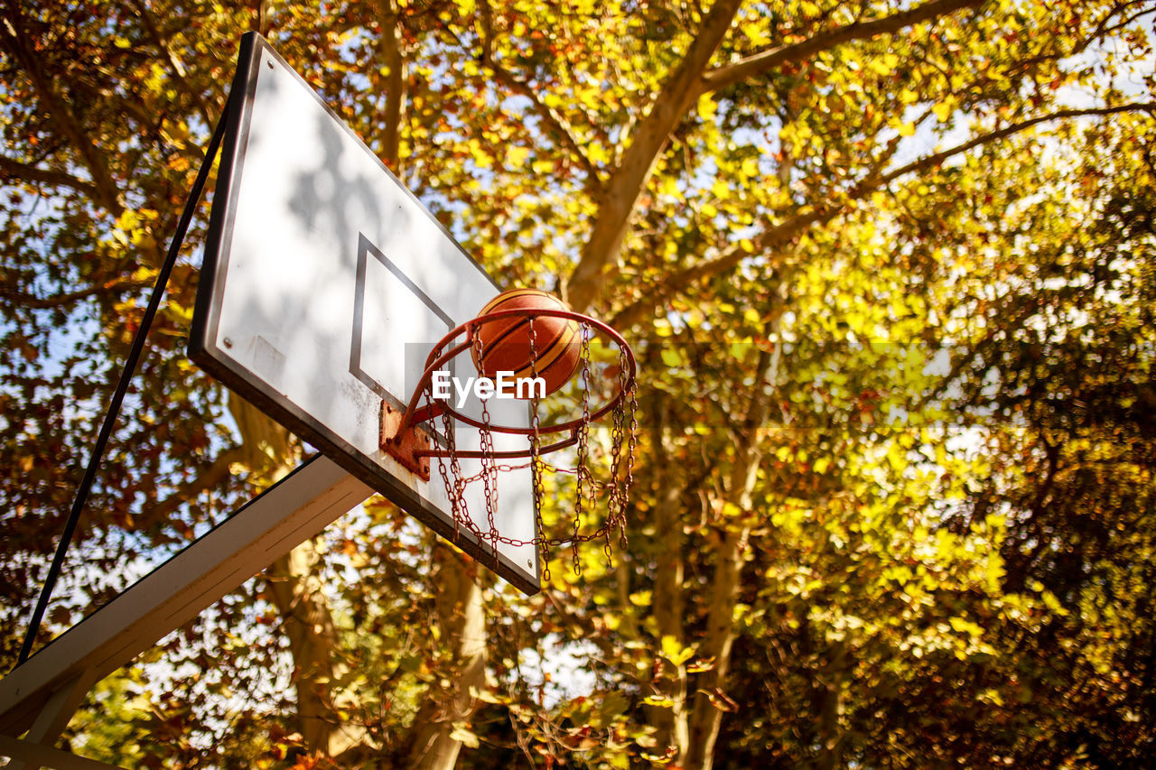 Low angle view of basketball in hoop against trees during autumn