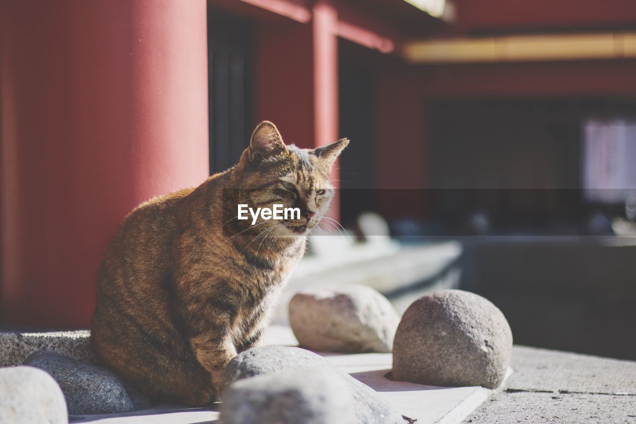 Cat sitting by stones on porch