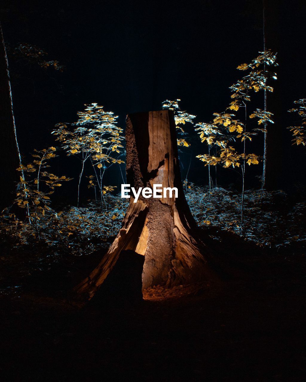 tree, nature, night, plant, land, forest, no people, tree trunk, trunk, wood - material, outdoors, field, tranquility, plant part, log, growth, wood, leaf, beauty in nature, illuminated, bark, leaves
