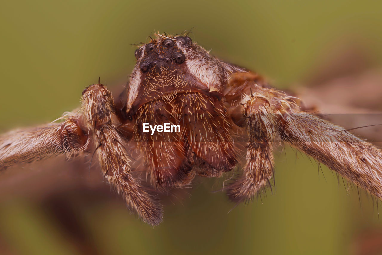 CLOSE-UP OF SPIDER ON WEB