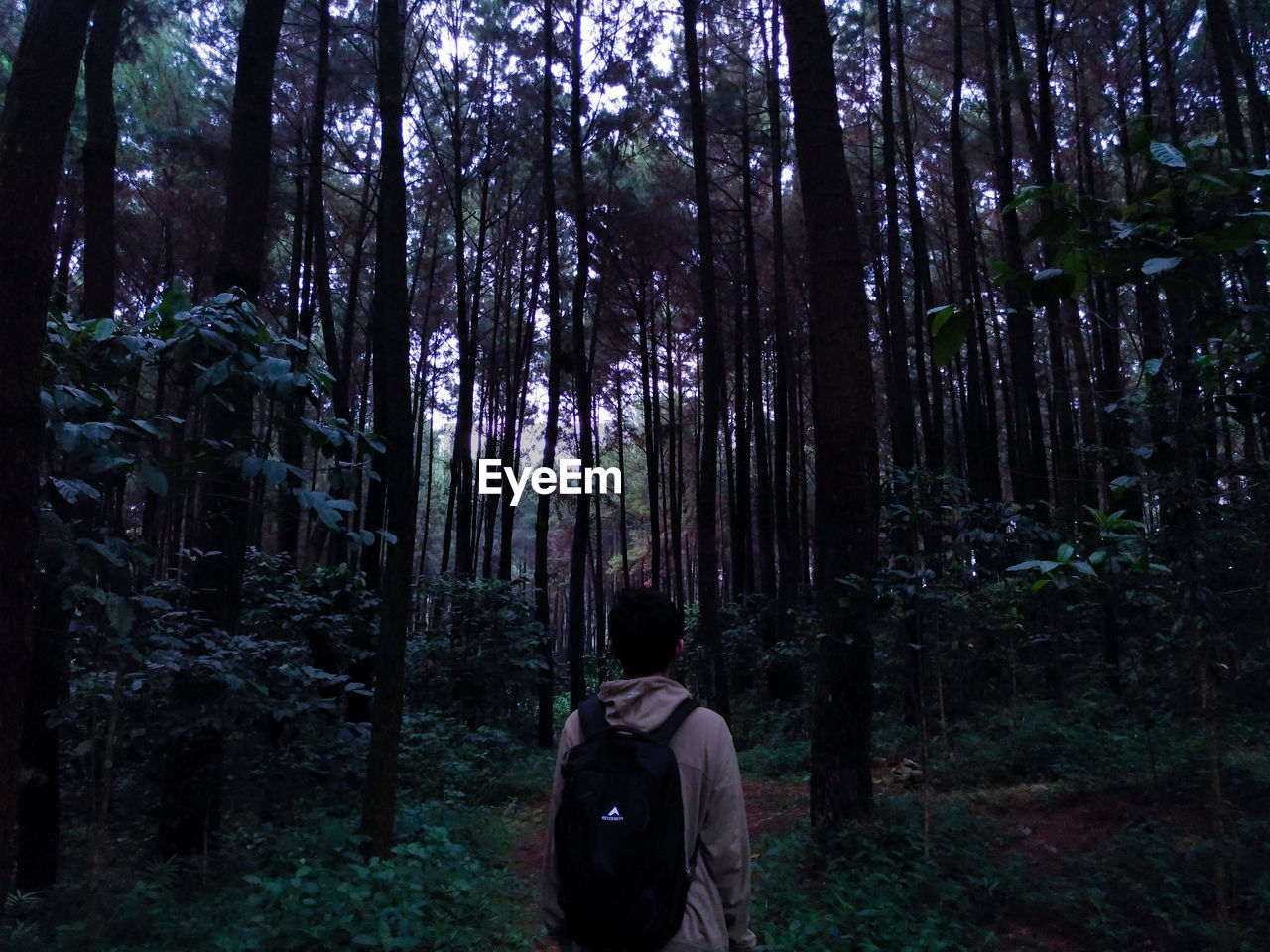 REAR VIEW OF WOMAN STANDING AMIDST PLANTS IN FOREST