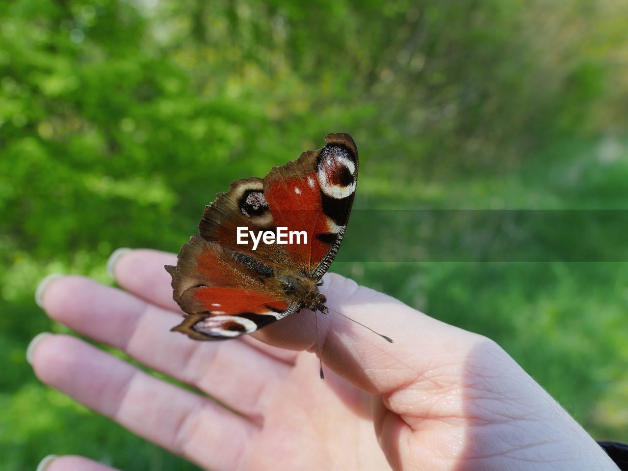 CLOSE-UP OF BUTTERFLY HOLDING HAND