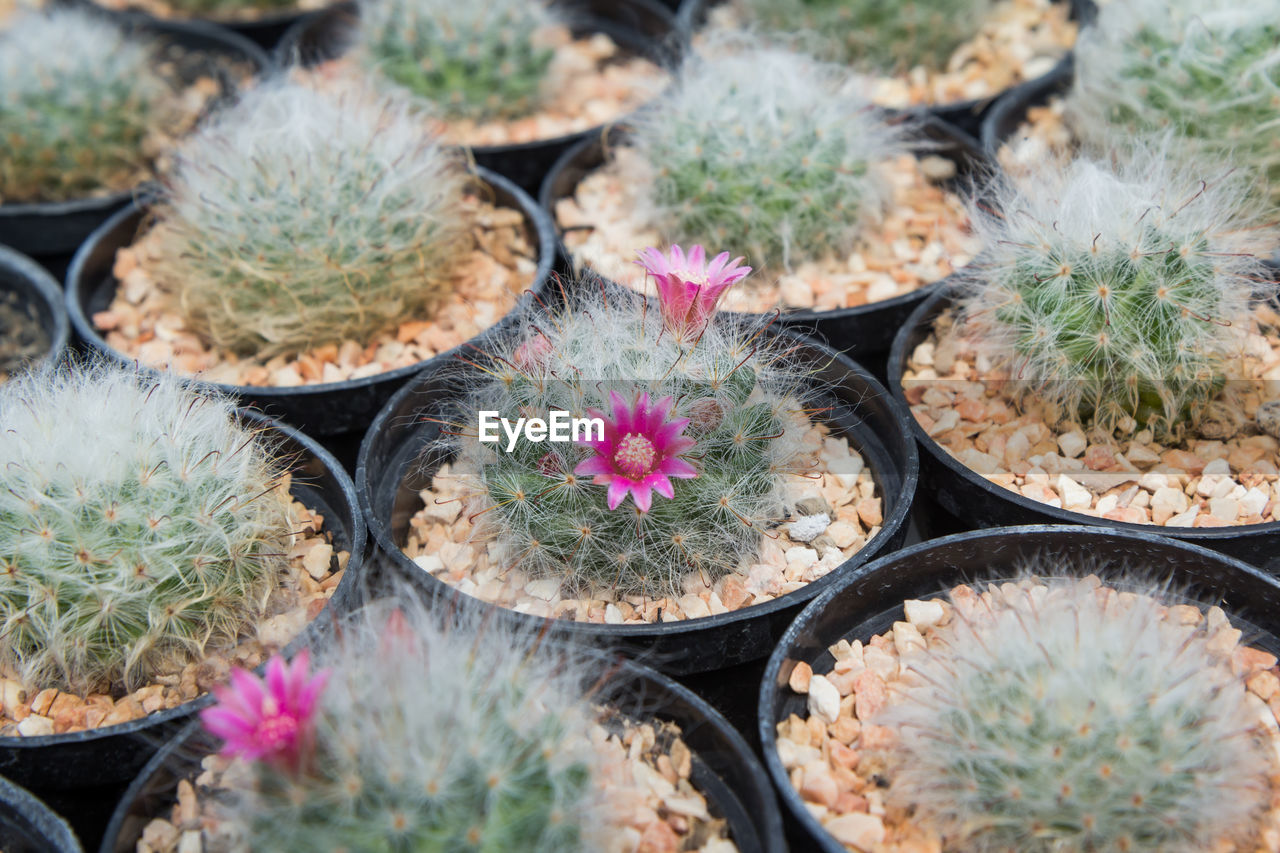 HIGH ANGLE VIEW OF POTTED PLANTS IN CACTUS