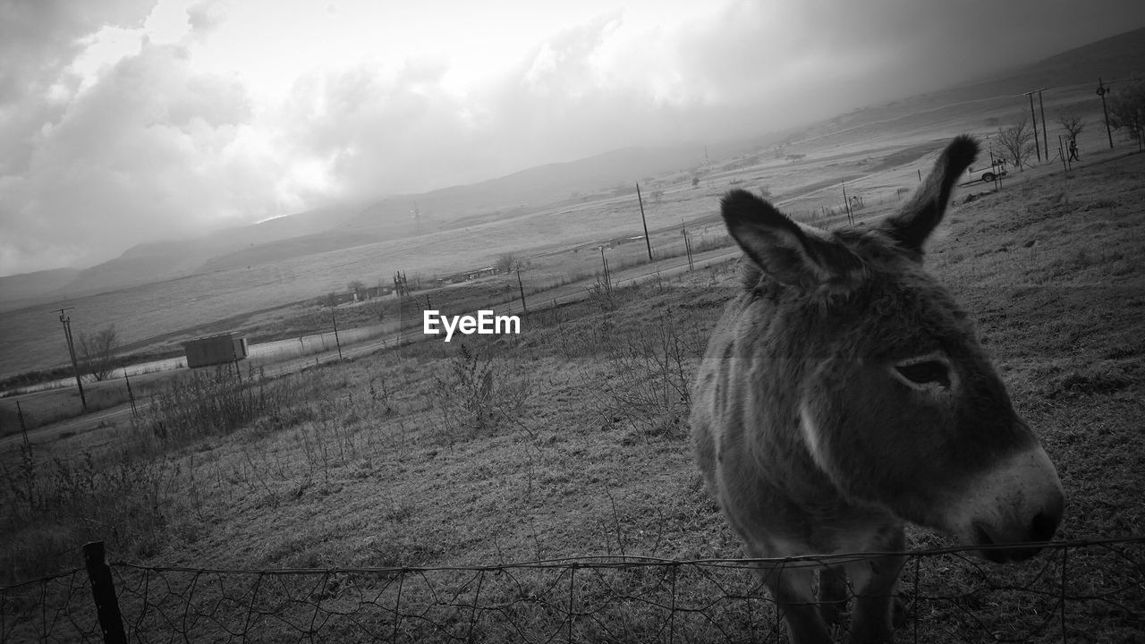 COW STANDING ON PASTURE