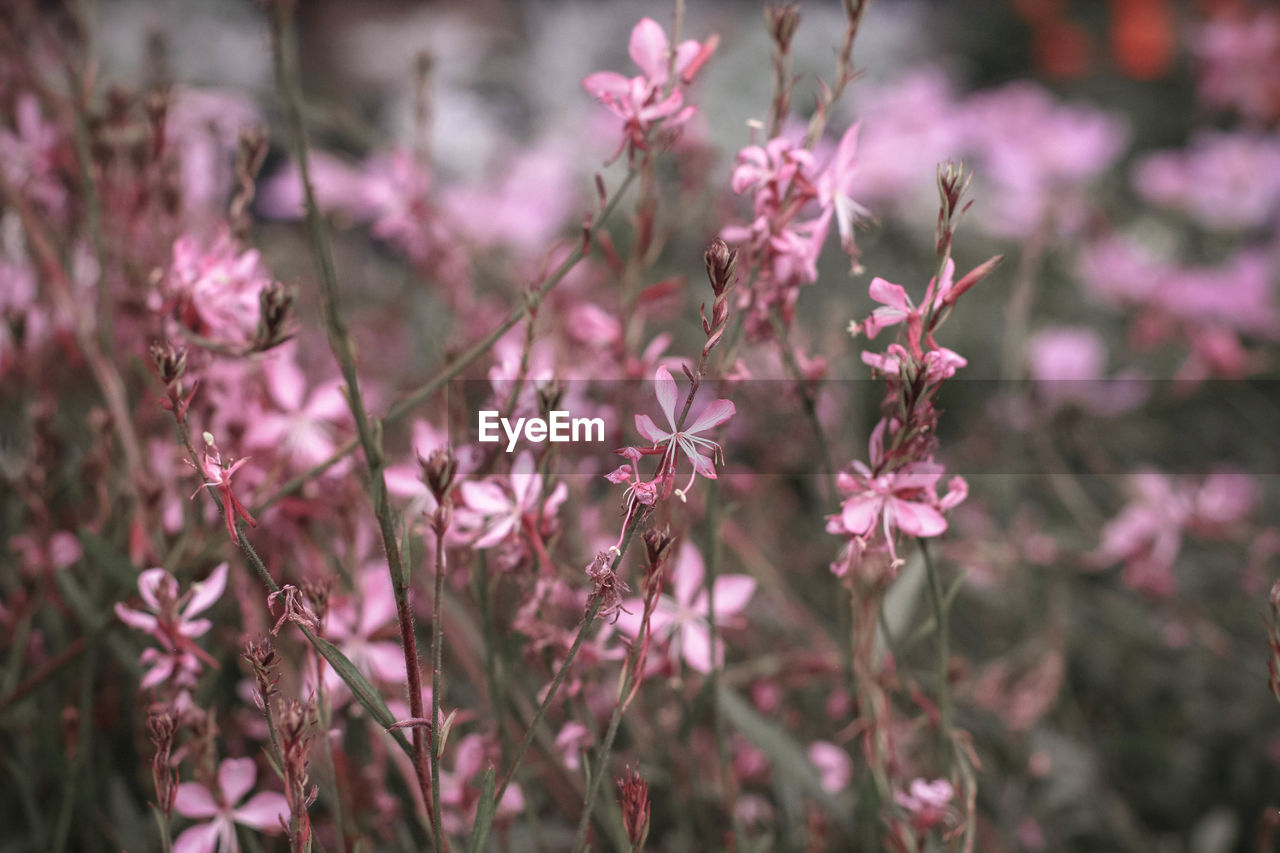 Close-up of pink flowers