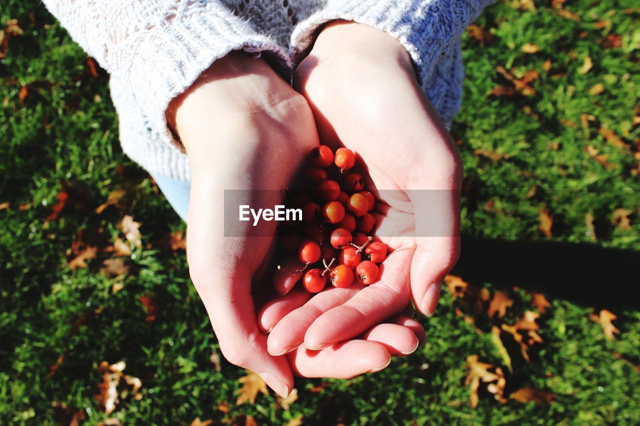 Cropped image of woman hand holding berries on field