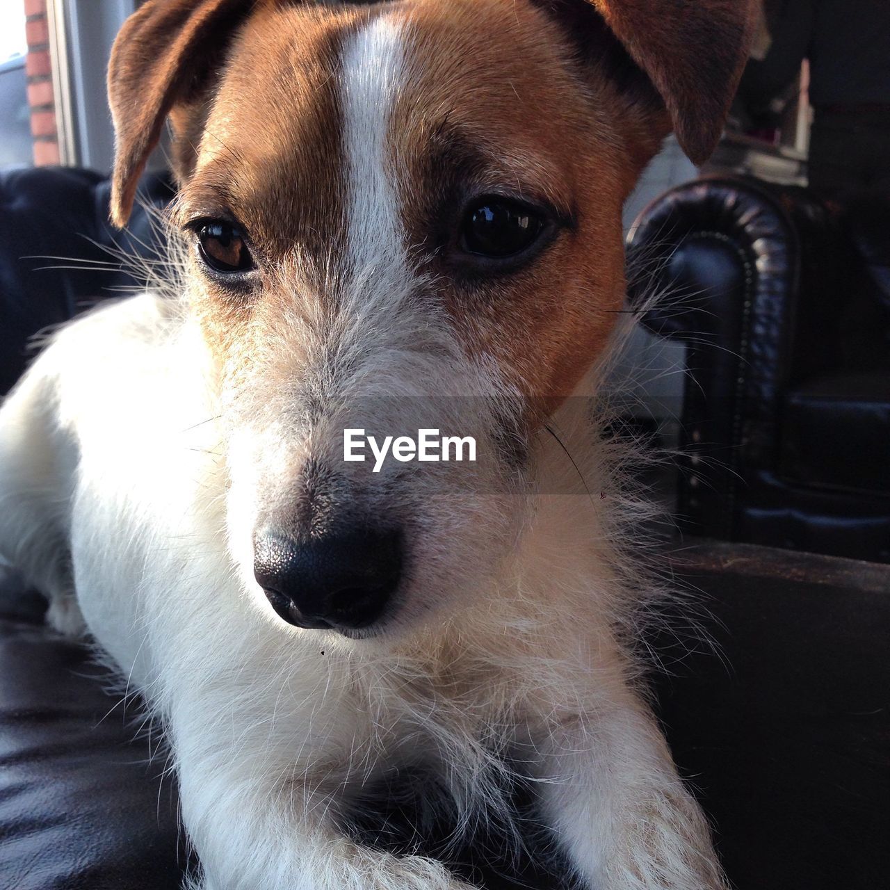 Close-up of jack russell terrier relaxing at home