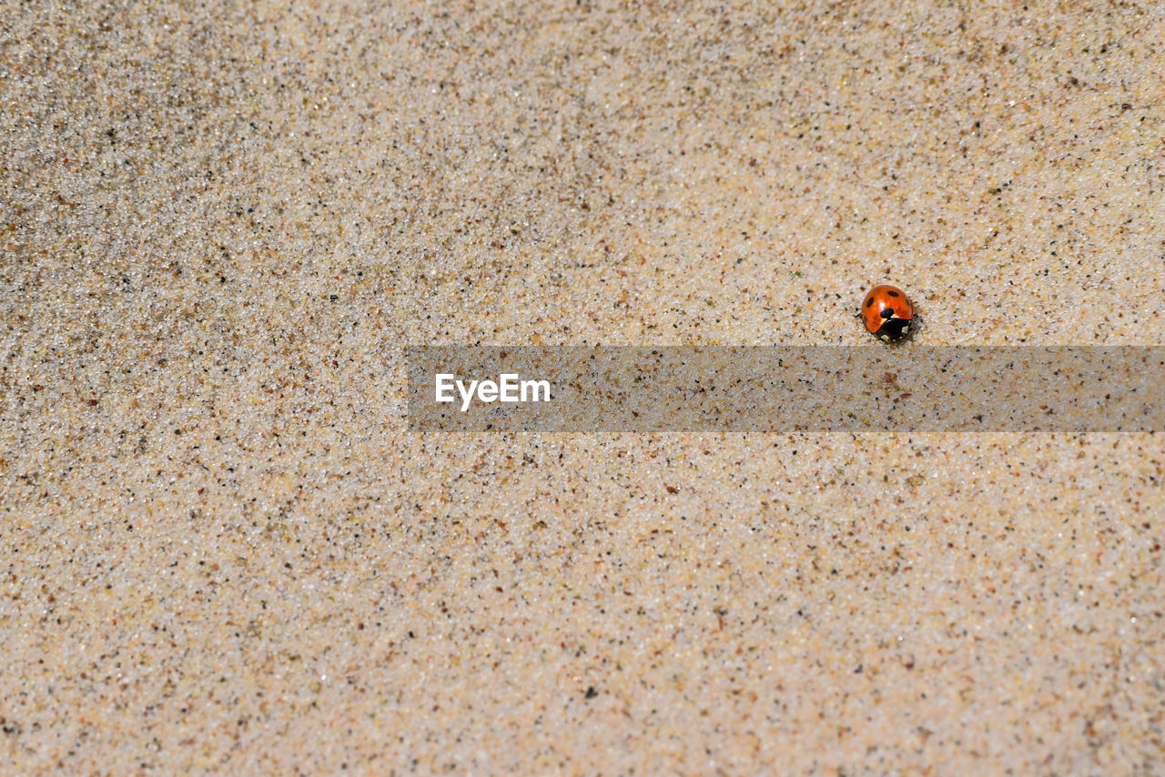 High angle view of ladybug on sand